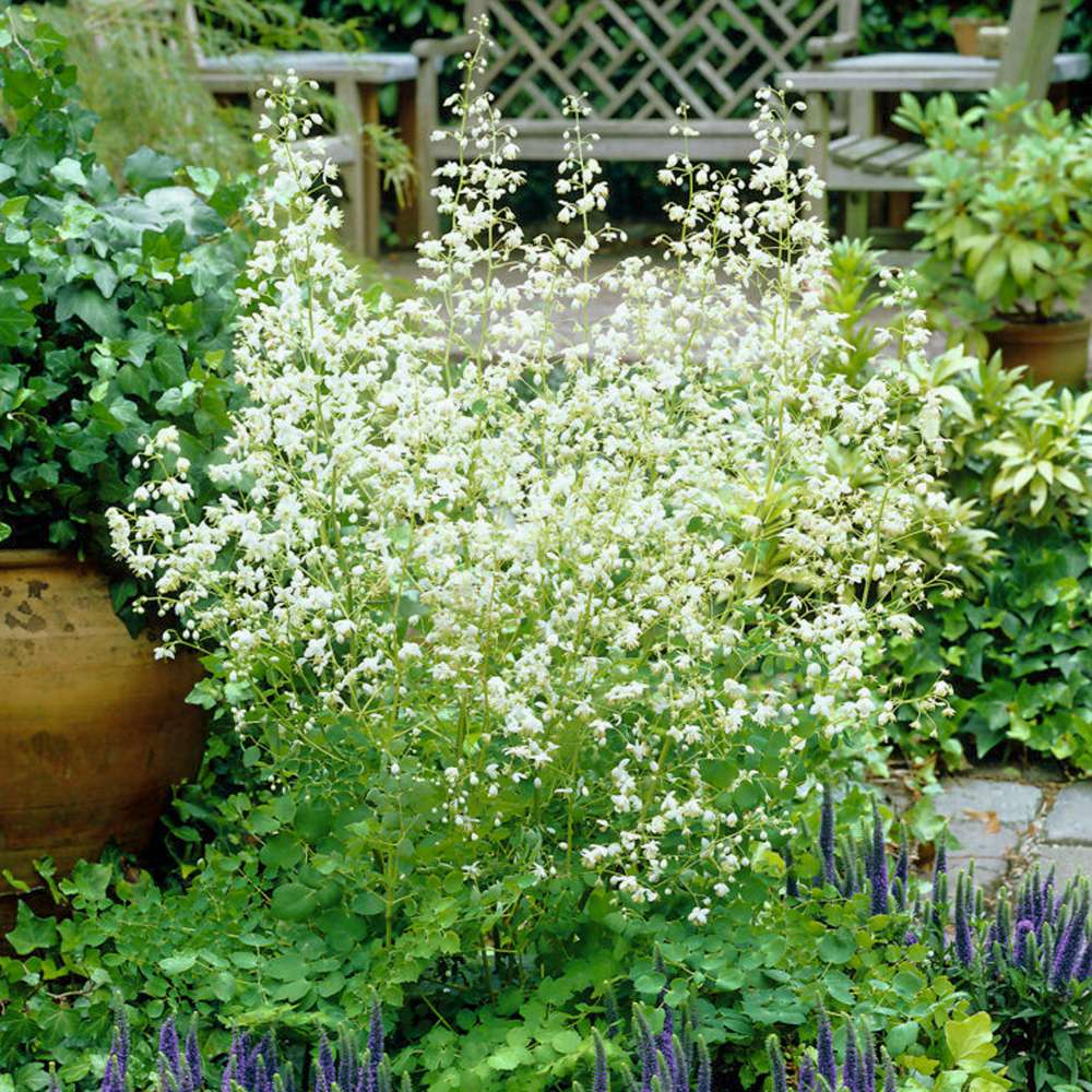 Violfrøstjerne 'Album'